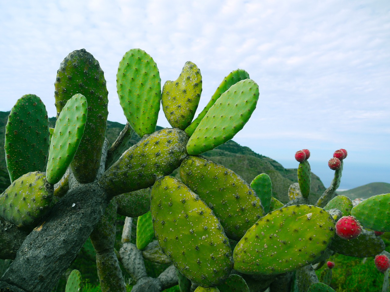 Nopal